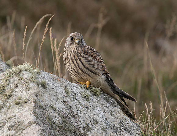 Female Kestrel