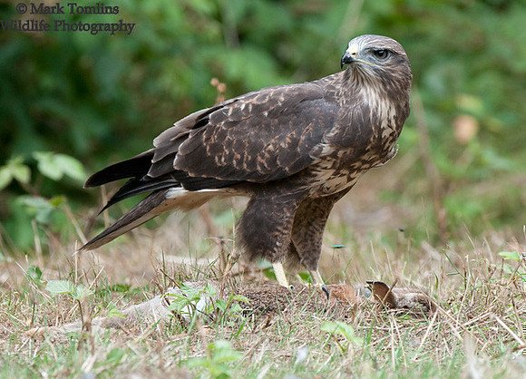 Common Buzzard
