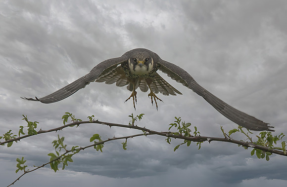 Eurasian Hobby (Falco subbuteo)