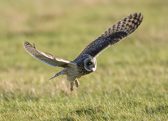 Short-Eared Owl