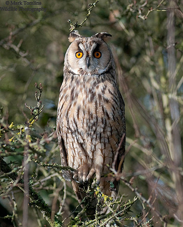 Long-Eared Owl