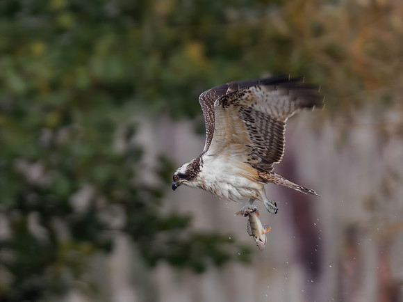 Juvenile Osprey (Pandion haliaetus)