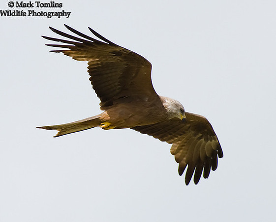 Black Kite
