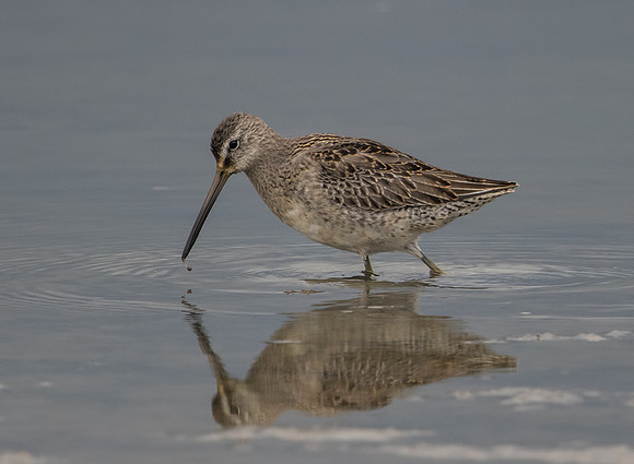 Long-Billed Dowitcher