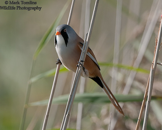 Bearded Tit