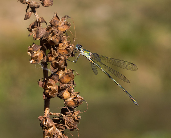 Male Willow Emerald (Chalcolestes viridis)