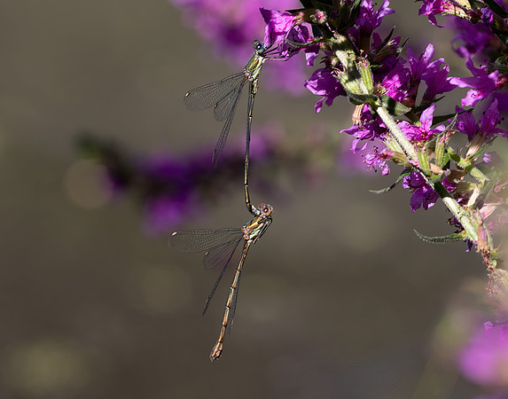 Male and Female Willow Emerald (Chalcolestes viridis)