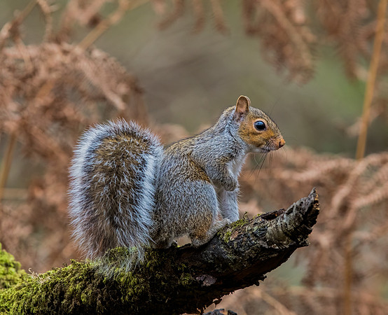 Grey Squirrel