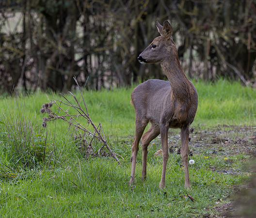 Doe Roe Deer Lamberhurst Kent 6/10/22