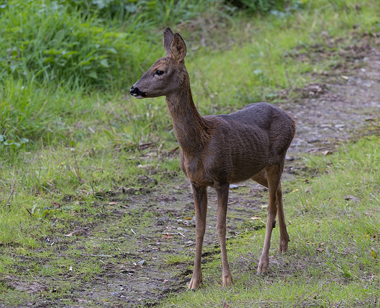Doe Roe Deer Lamberhurst Kent 6/10/22