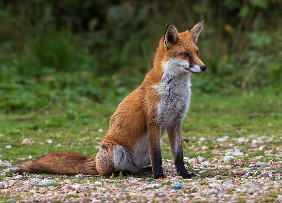 European Red Fox (Vulpes vulpes)
