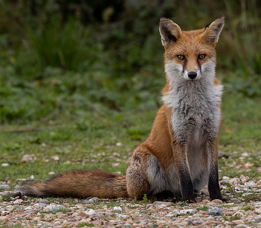 European Red Fox ( Vulpes vulpes)