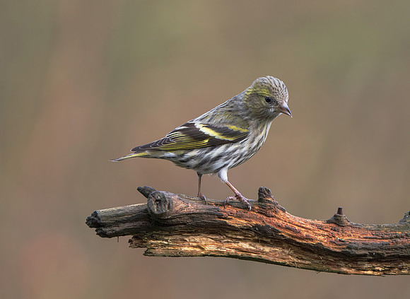 Female Siskin (Carduelis spinus)