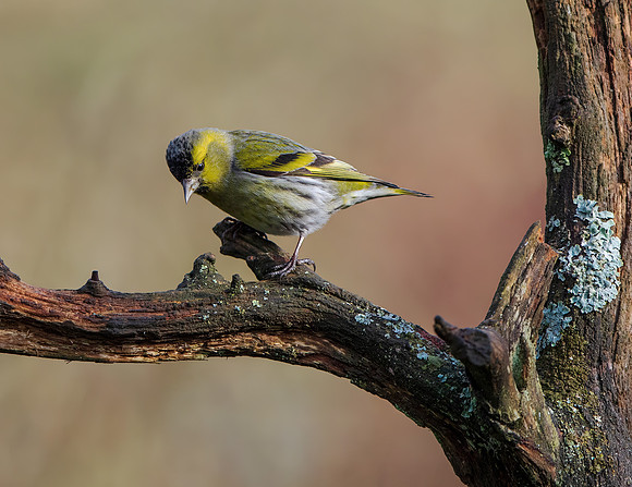Male Siskin (Carduelis spinus)