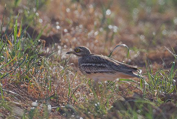 Stone-Curlew (Burhinus oedienemus)