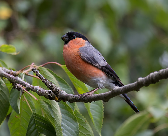 Male Bullfinch (Pyrrhula pyrrhula)
