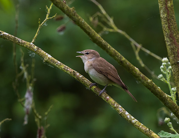 Garden Warbler (Sylvia borin)