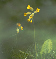 Cowslip (Primula veris)