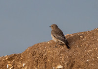 Female Pied Wheatear (Oenanthe pleschanka)