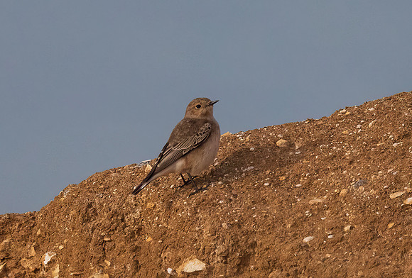 Female Pied Wheatear (Oenanthe pleschanka)